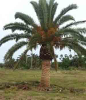 Canary Palm