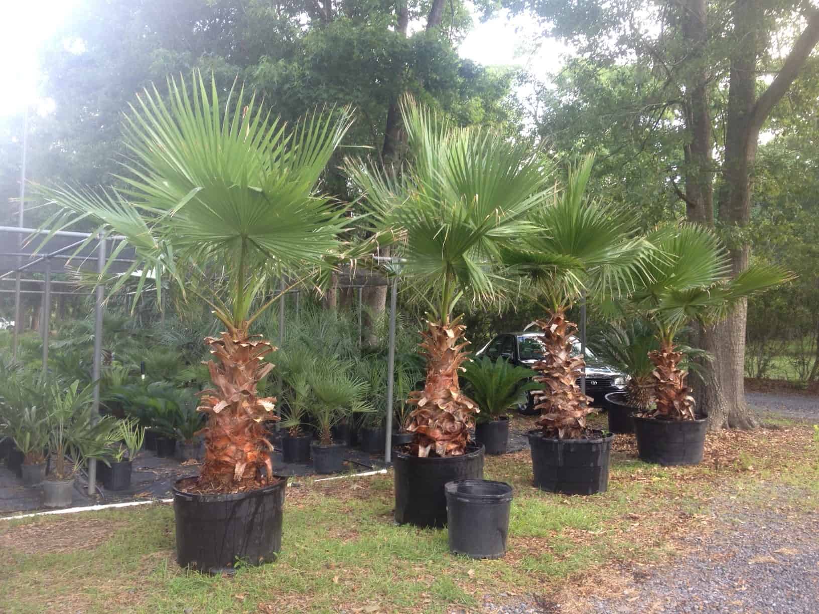 Mexican Palm – Hardy Palms &