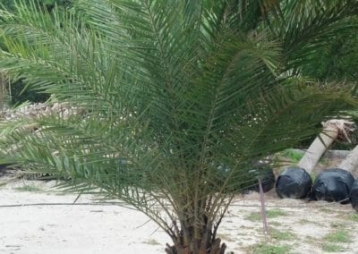 Sylvester Date Palm – Cold Hardy Palms & Bamboo