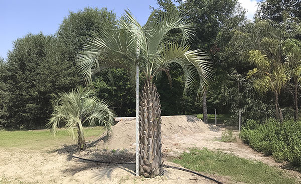 Pindo Palm (Butia Capitata)