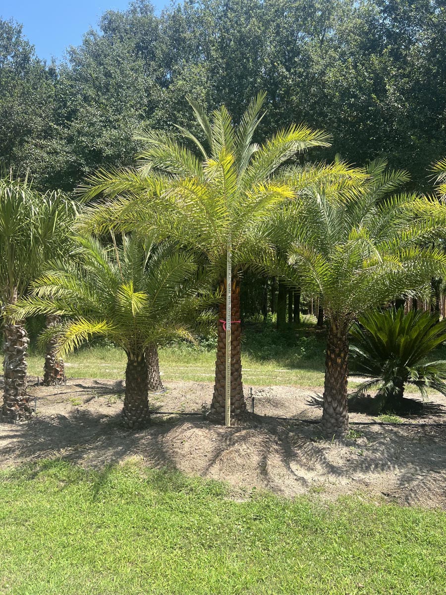 How to care for palm trees