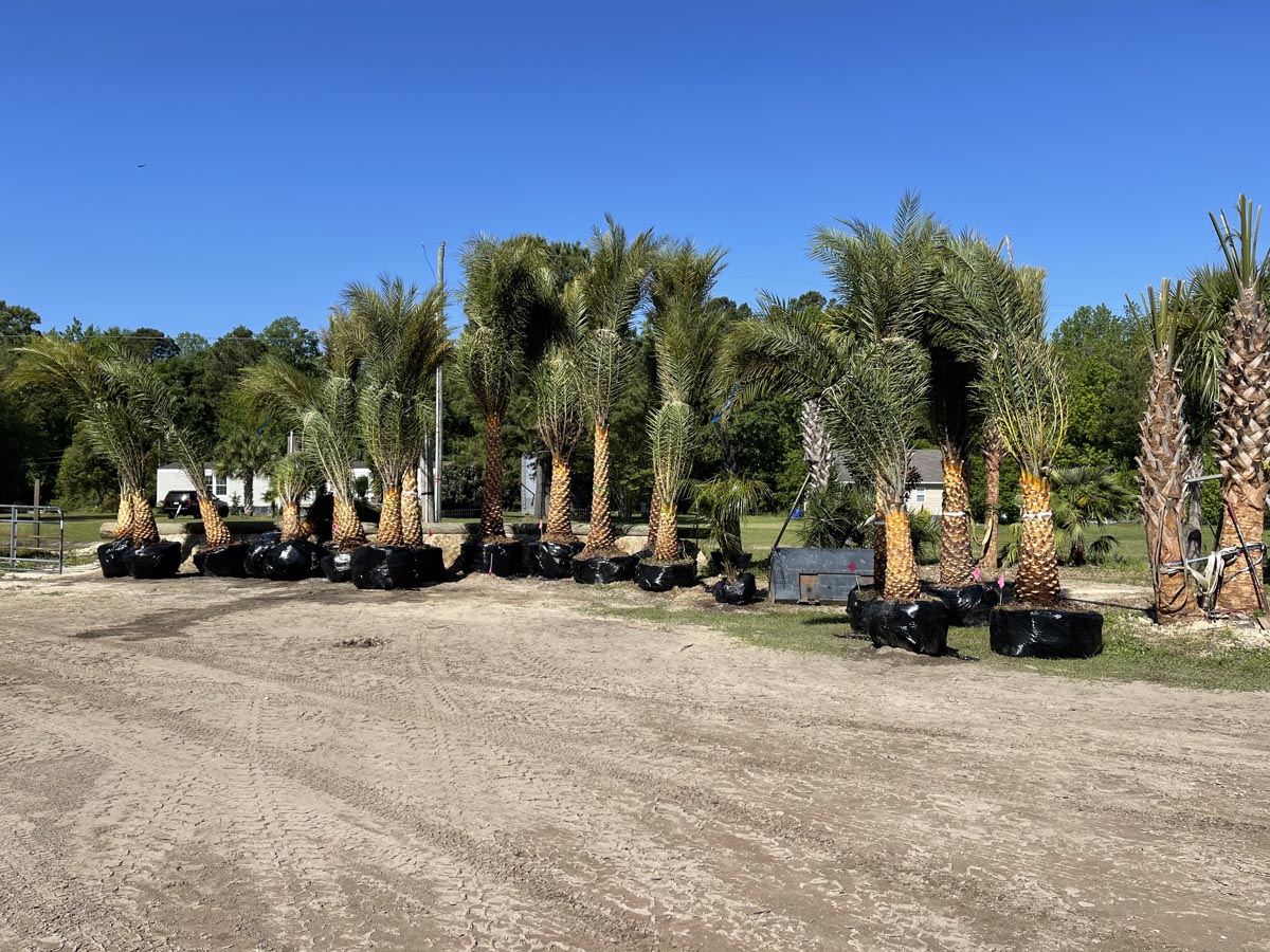 Palm Trees For Sale