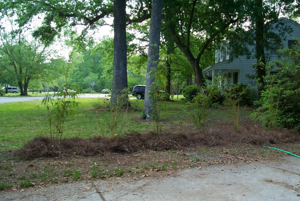 growth rate of Alphonse Karr bamboo over a three-year - Year 1