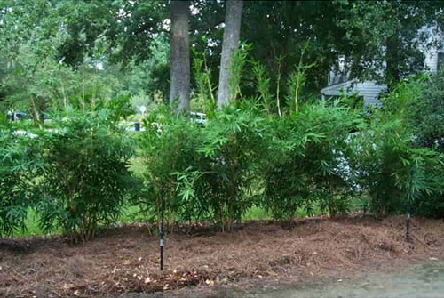 growth rate of Alphonse Karr bamboo over a three-year - Year 2