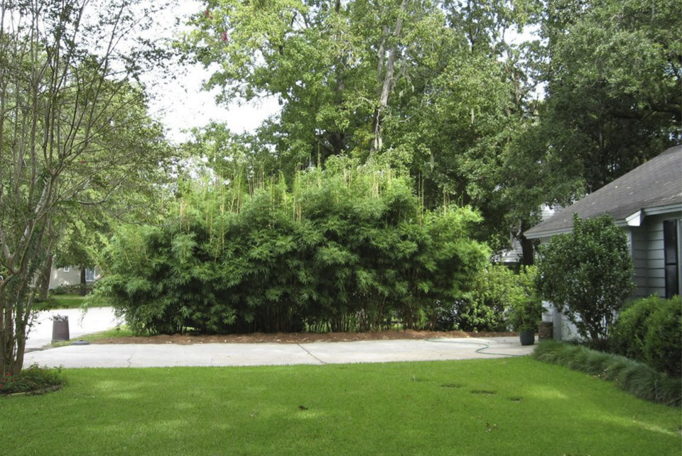 growth rate of Alphonse Karr bamboo over a three-year - Year 3