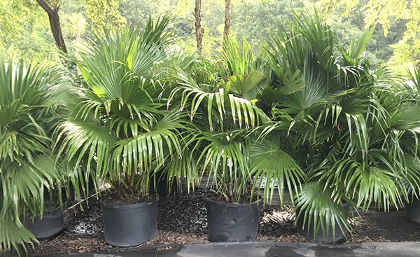 Chinese Fan Palm (Livistona Chinensis)