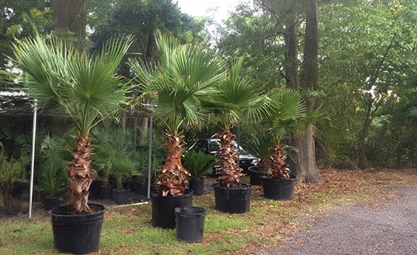 Mexican Fan Palm (Washingtonia Robusta)