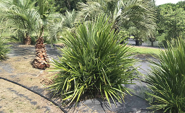 Needle Palmetto (Rhapidophyllum Hystrix)