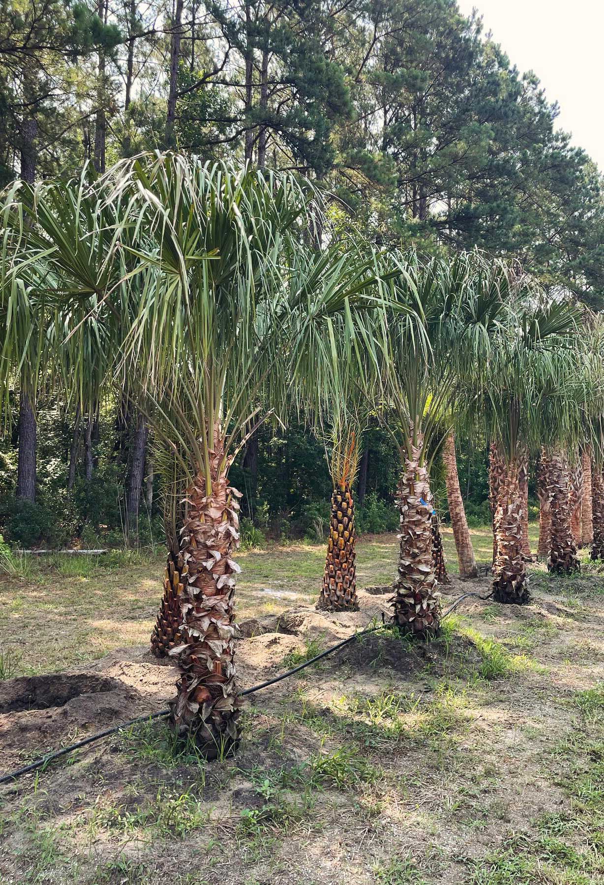 Palm tree plantation