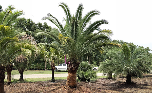 Pindo Palm (Butia Capitata) - Cold Hardy Palms & Bamboo, Tree Experts ...