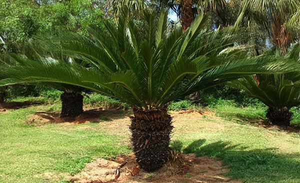 Sago Palm (Cycas revoluta)