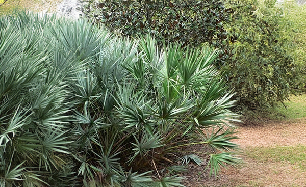 Saw Palmetto (Serenoa Repens)