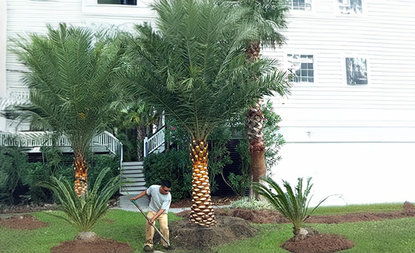 Sylvester Date Palm (Phoenix Sylvestris)