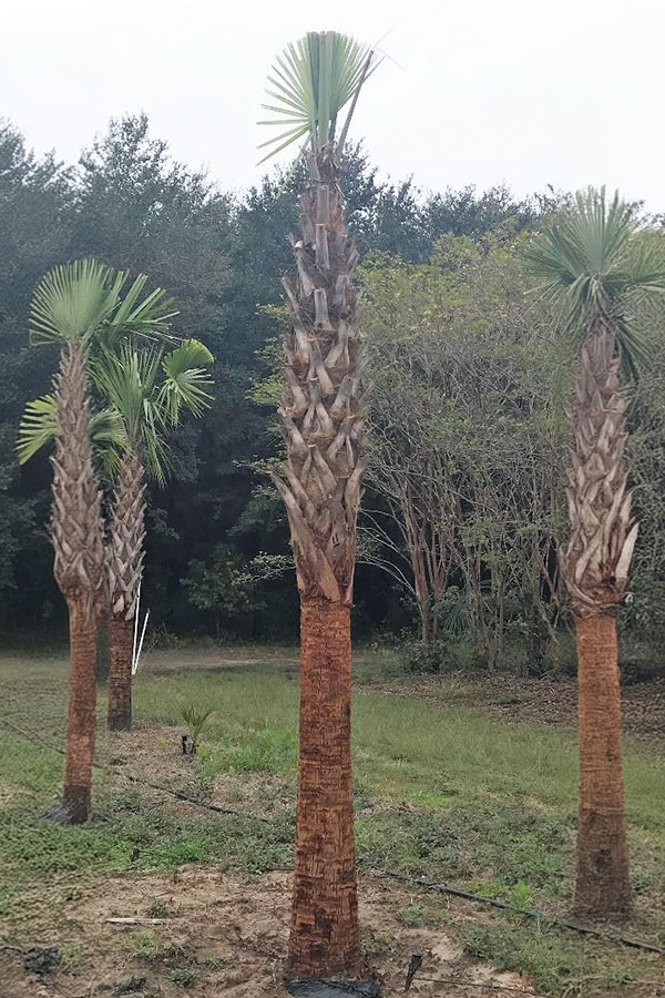 Hurricane Cut Sabal Palmetto