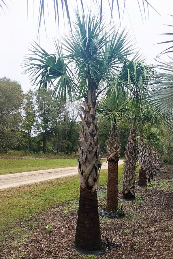 Refoliated Sabal Palmetto