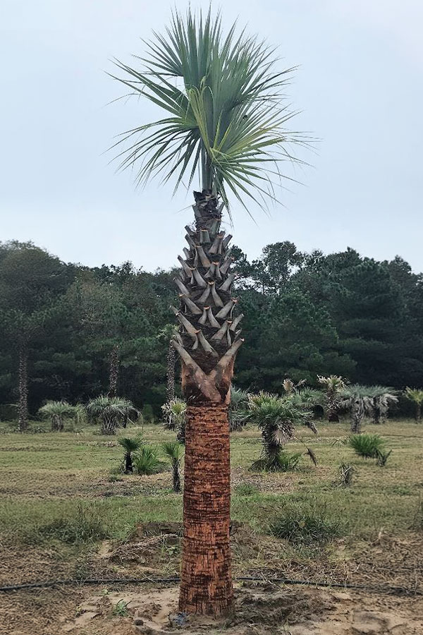 Root Enhanced Sabal Palmetto