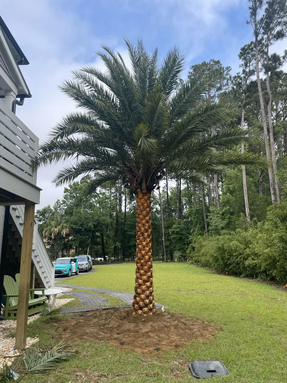 How to care for palm trees