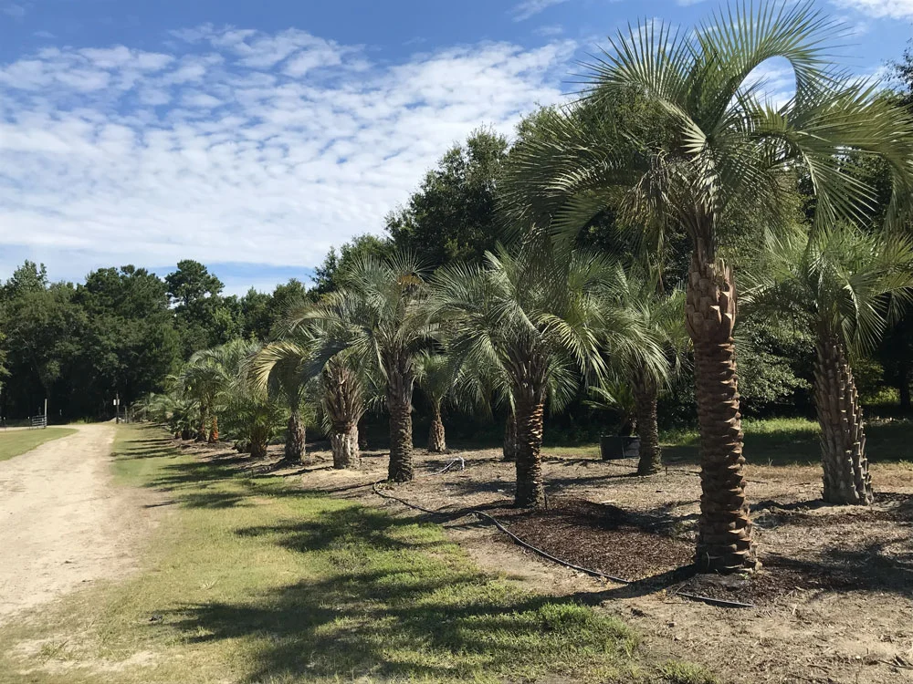 Palm Trees For Sale