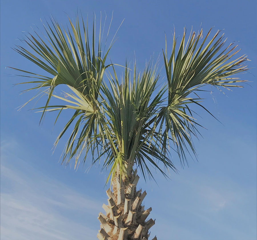 Refoliated Sabal Palmetto