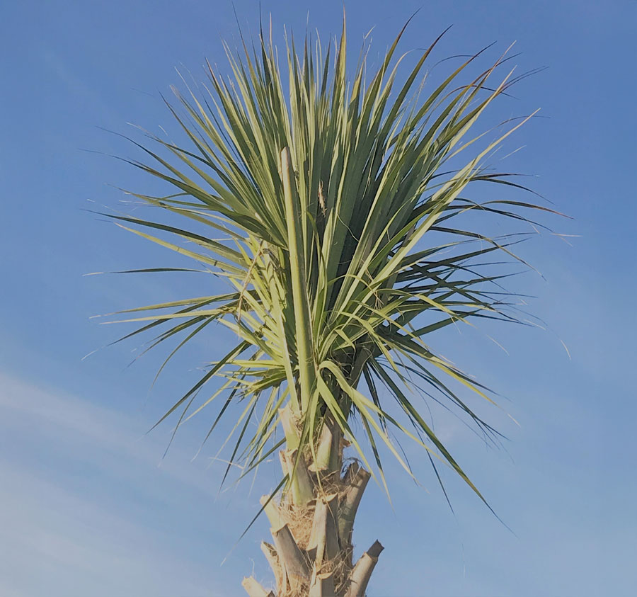 Root Enhanced Sabal Palmetto